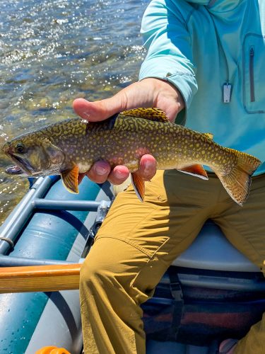 Dianne with a nice brook trout on the dry fly - Missoula Trout Fishing