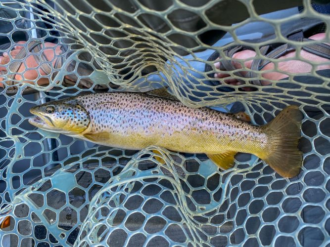 Another nice brown on the dry fly - Trout Fishing Montana