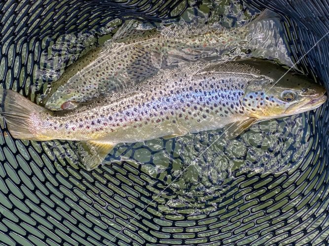 Brown trout double