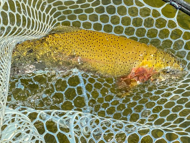 Jim with a thick 18-19" cutt on a dry toward the end of the float - Bitterroot River Fly Fishing July