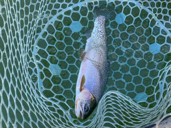 Lots of 12-15" cutthroat today - Mid-July Missoula Fishing