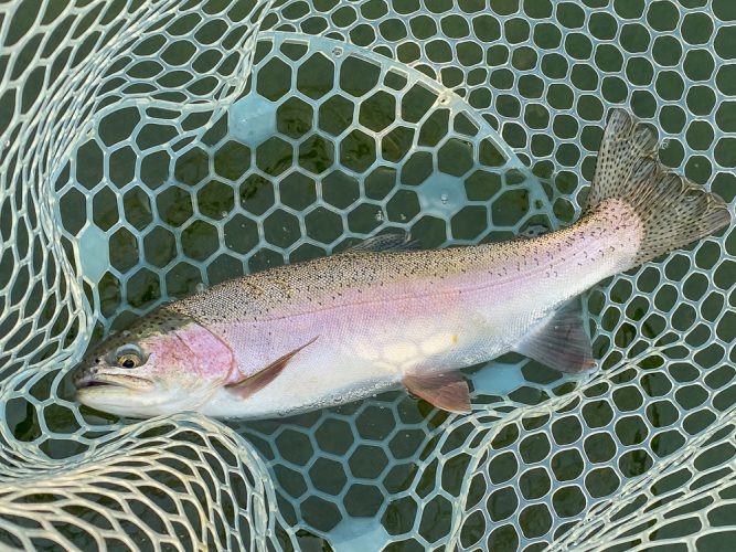 Some chrome bright slabs today - Mid-July Missoula Fishing