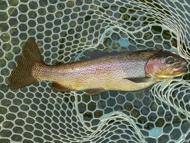 Big tail on this fat female - Mid-July Missoula Fishing