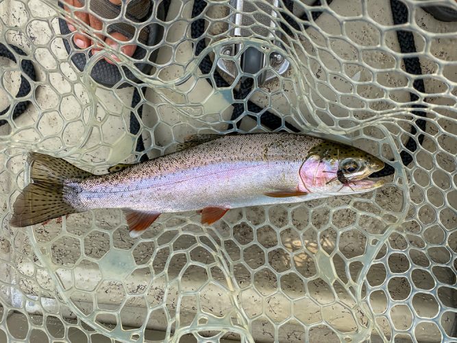 Some great rainbows in the net today - Blackfoot River Fly Fishing July