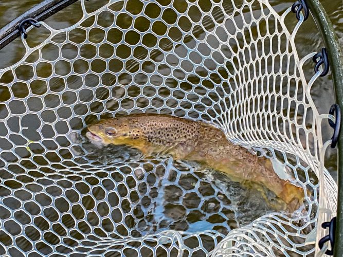 Sean's dry fly brown right out of the gate - Mid-July Missoula Fishing