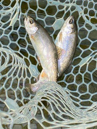 A few doubles too - Blackfoot River Fly Fishing July