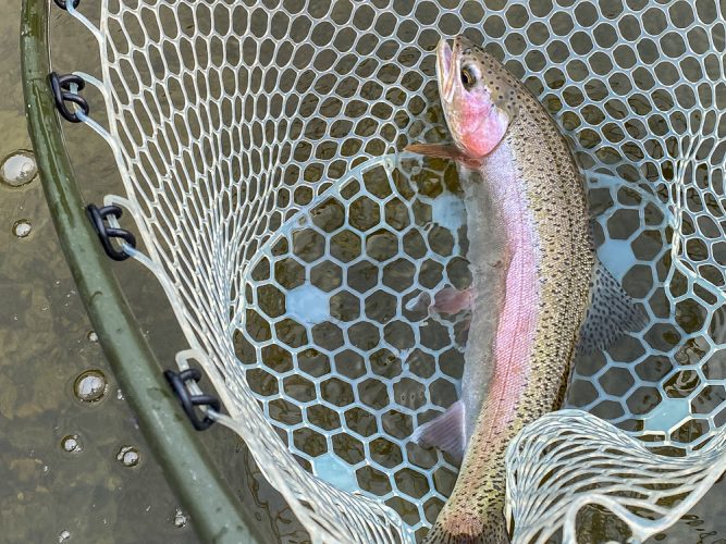 Quality fish on the lower river - Mid-July Missoula Fishing