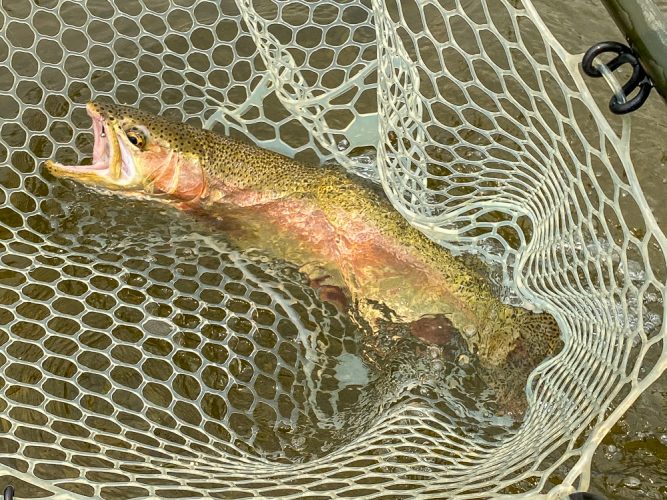 At least there were some big fish on the other side of that portage - Mid-July Missoula Fishing