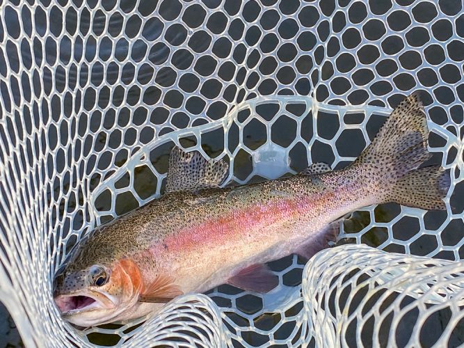 Quality rainbow for Marcelo that ate a mayfly dry - Bitterroot River Fly Fishing July
