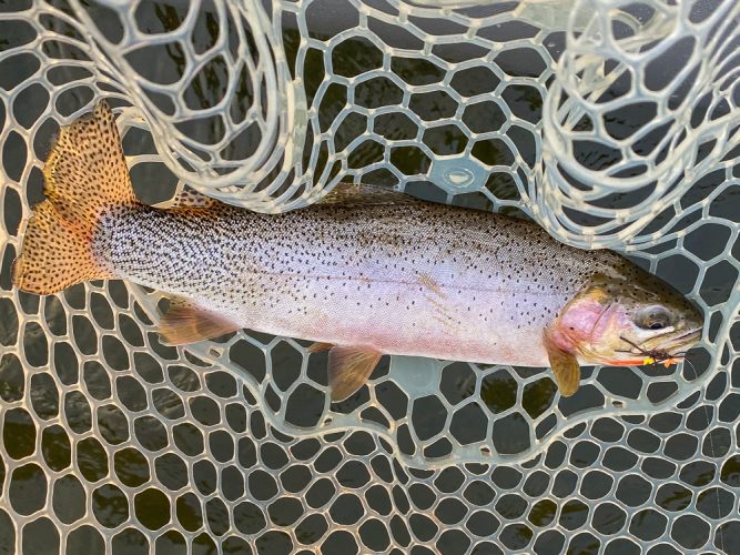 Nice cutthroat on the dry fly - Mid-July Missoula Fishing