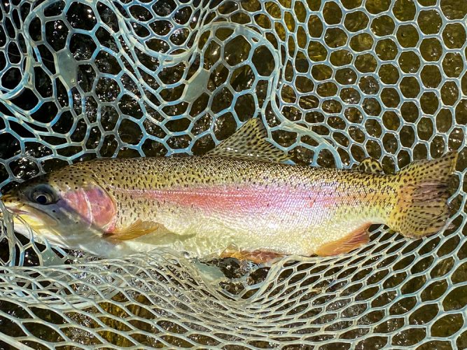 Tank of a rainbow that Joe connected with - Bitterroot River Fly Fishing July