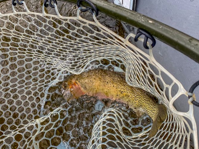 A solid cutthroat for Jim early - Mid-July Missoula Fishing