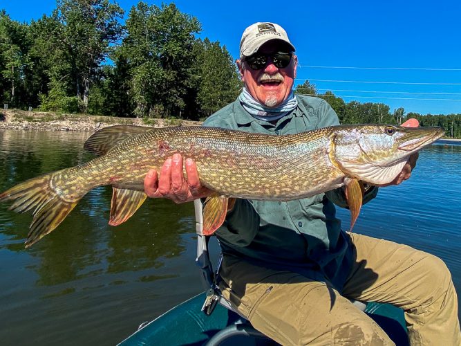 A short 20 minute pike session paid off with this big girl on the Clark Fork Fly Fishing in July