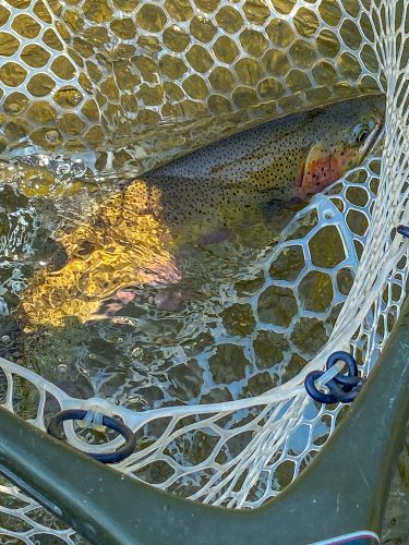 Plenty of quality cutthroat in the net today - Bitterroot River Fly Fishing July