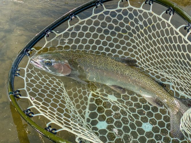 Big rainbows on this stretch of river - Clarkfork August Fishing