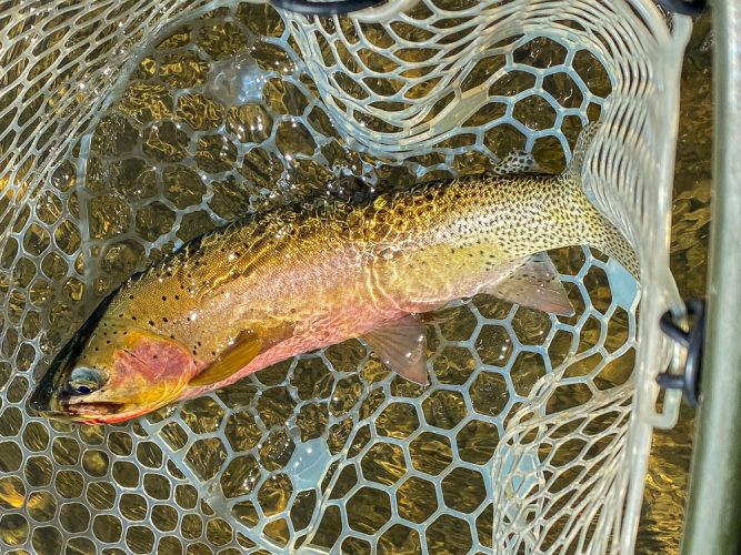 Nice cutthroat on a hopper - Late Summer Missoula Fishing