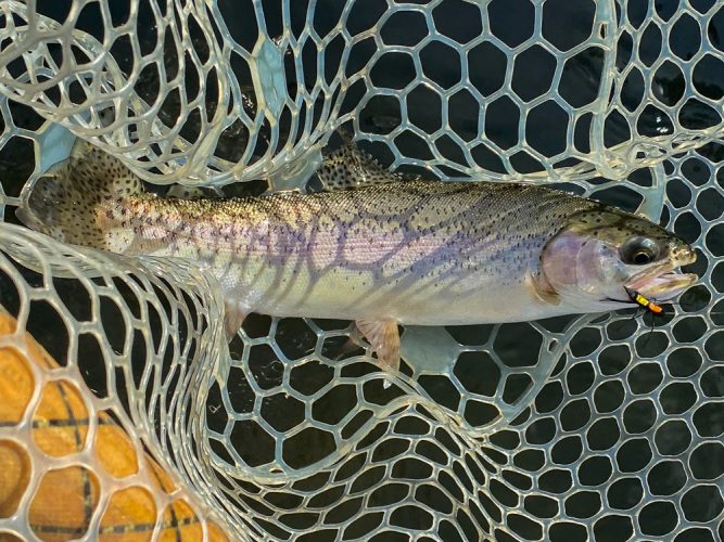 Twitching the dry fly was the key - Missoula Fall Fishing