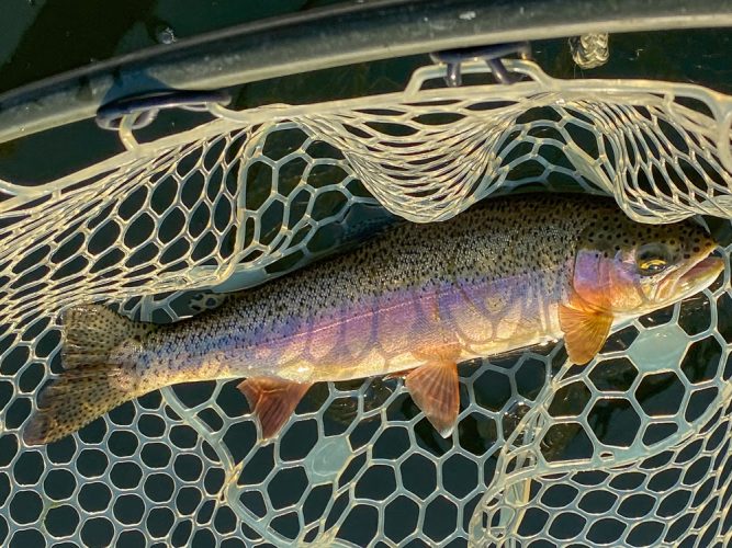 Nice rainbow on the dropper early - - Montana Fly Fishing