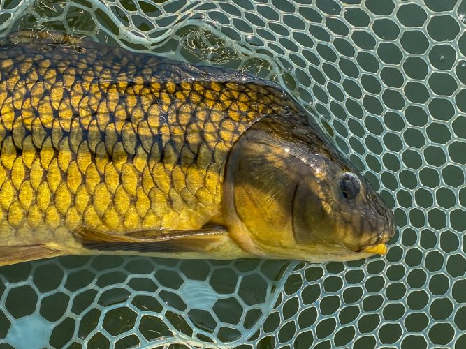 Hard earned carp in the net - Clarkfork August Fishing