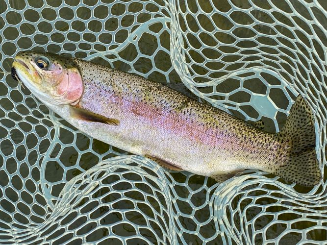 Healthy 17" bow in the net- Montana Fly Fishing