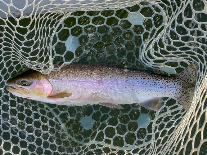 One more big slab on the dry - Missoula Fall Fishing