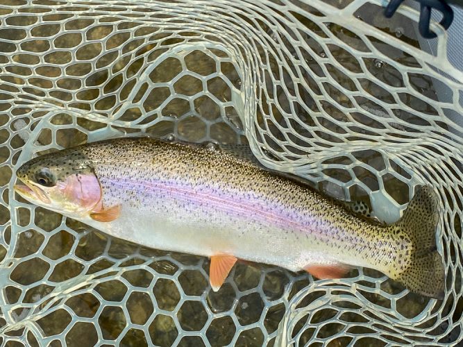 Some decent hopper fish in the afternoon too- Montana Fly Fishing