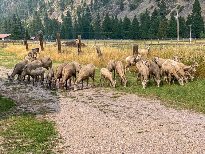 The welcoming committee back at Bob's place - Clarkfork August Fishing