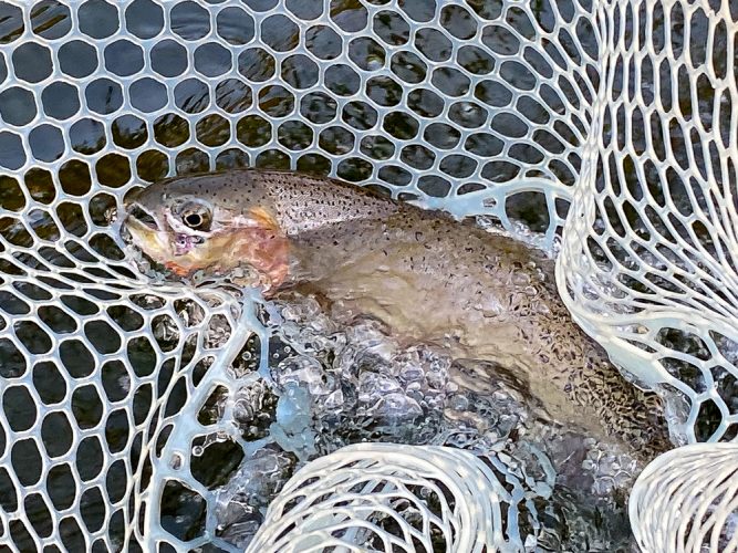 David's first solid cutthroat on the dry fly- Montana Fly Fishing