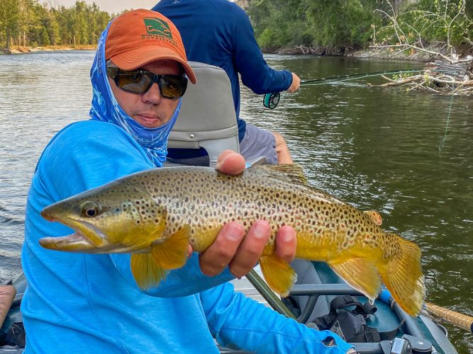 Gorgeous brown trout on the dropper- Montana Fly Fishing