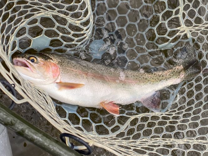 Thick rainbows today - Great September Fishing