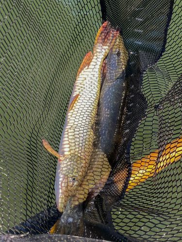 Double in the net - Missoula Fall Fishing