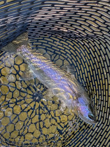 It took a while, but the trout finally started to eat- Clarkfork August Fishing