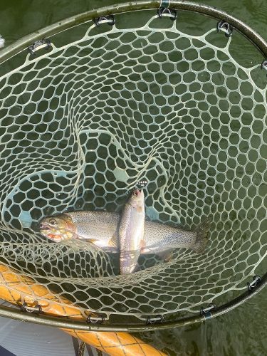 Some doubles in the afternoon - Clarkfork August Fishing