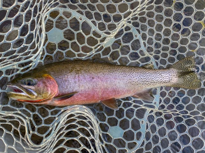 Colorful cutthroat in the net - Great September Fishing