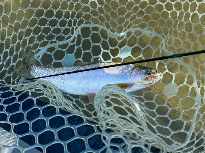 Hopper eating cutthroat that broke Cindi's rod - Late Summer Missoula Fishing