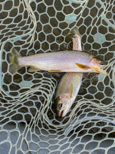 Some good doubles too - Missoula Fall Fishing