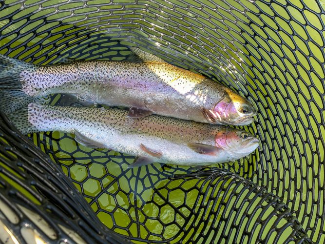 Quality double on dries - Clarkfork August Fishing