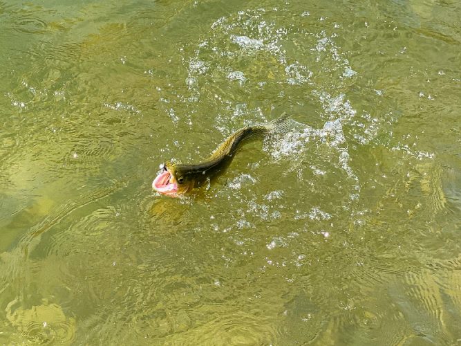 Feisty cutthroat that ate the wrong ant - Late Summer Missoula Fishing