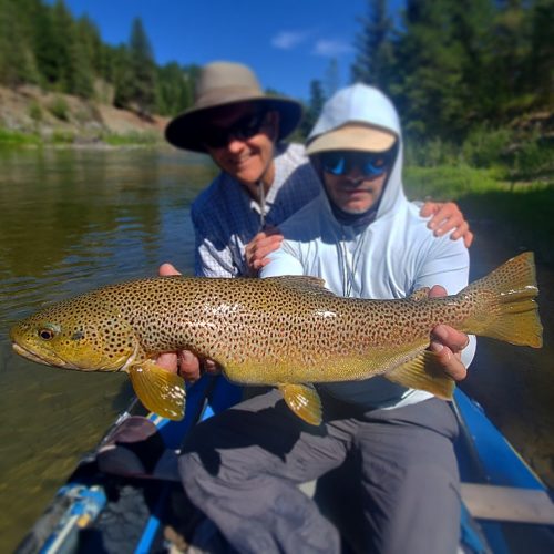 The guys fished 2 more days with guide, Scott, and Alan connected with this absolute beast of a brown trout! - Clarkfork August Fishing