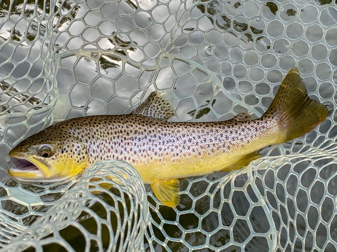 Colorful dry fly brown for Penny - Great September Fishing