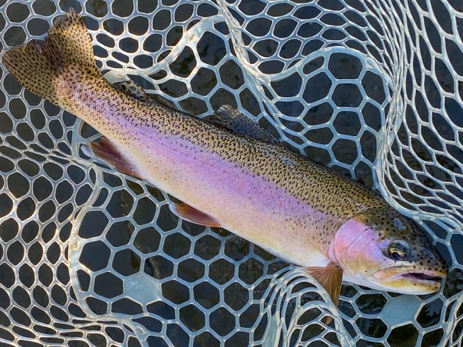 Great way to start the day with an awesome rainbow - Late Summer Missoula Fishing