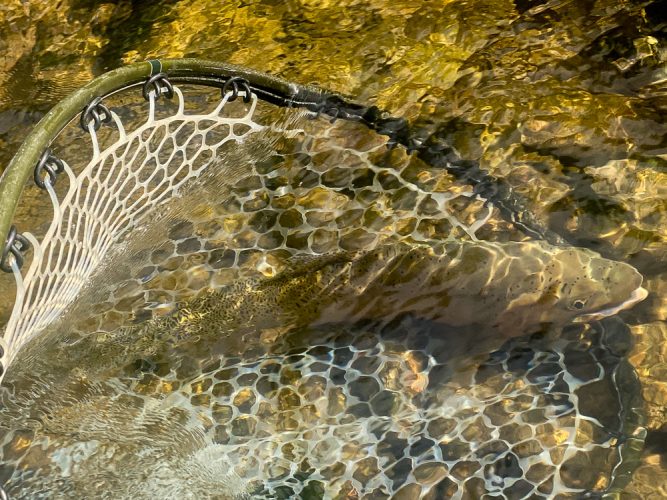 Cutthroat release - Missoula Fall Fishing