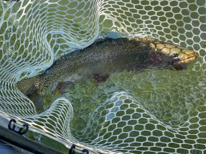 Slab cuttbow in the net - Montana Fall Fishing Fun