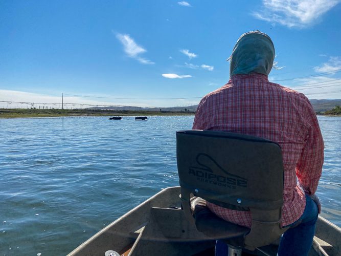 Yielding to cows as they crossed the Missouri - Clarkfork August Fishing