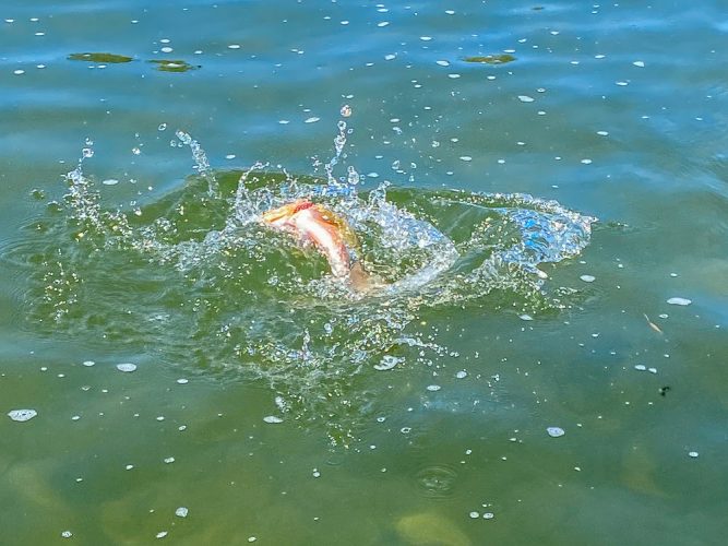 Colorful cutthroat put on a show - Late Summer Missoula Fishing