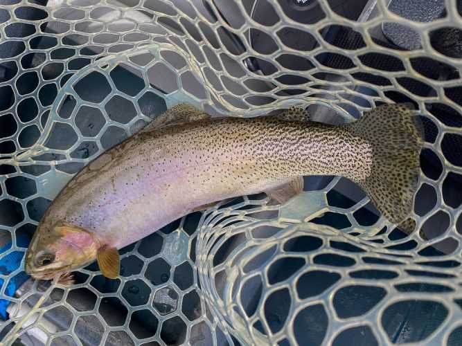 Cuttbow on an October caddis early - Missoula Fall Fishing