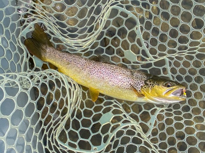 Starting to see some decent brown trout looking up - Missoula August Fishing