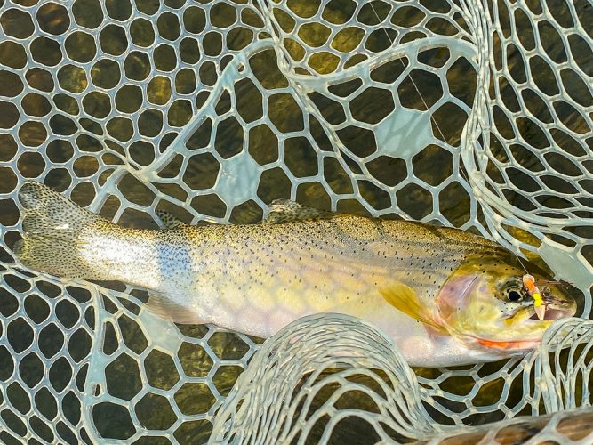 Some better sized cutts in the net today - Blackfoot River Early Morning Fishing