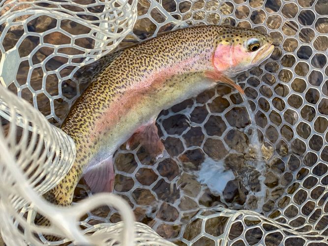 Solid rainbow to start the day - Missoula August Fishing