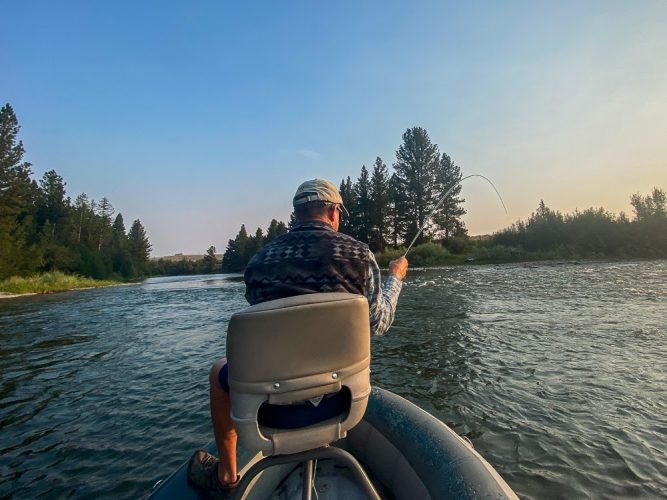 Tom's rod was bent early and often today - Blackfoot River Early Morning Fishing